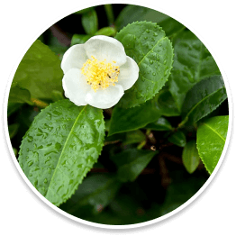 CAMELLIA SINENSIS